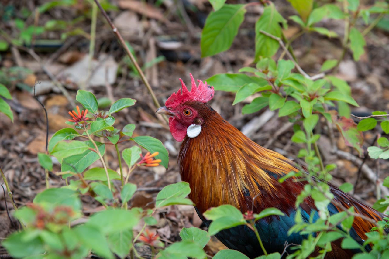 Close-up of a colorful rooster in a lush garden setting in Singapore.